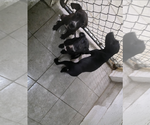 Small #3 Labrador Retriever Mix