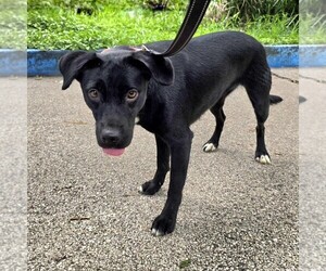 Labrador Retriever Dog for Adoption in SAN FRANCISCO, California USA