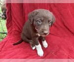 Small Photo #6 Borador Puppy For Sale in MARION, VA, USA