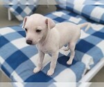 Puppy Luz Italian Greyhound