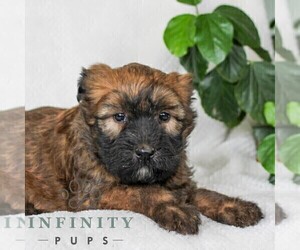 Soft Coated Wheaten Terrier Puppy for sale in LITITZ, PA, USA