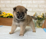 Small Photo #4 Shiba Inu Puppy For Sale in EMPIRE STATE, NY, USA