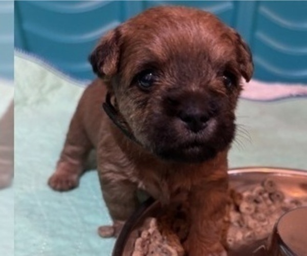 Medium Photo #46 Poocan Puppy For Sale in FAIR OAKS, CA, USA