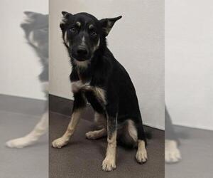 German Shepherd Dog Dogs for adoption in HESPERIA, CA, USA