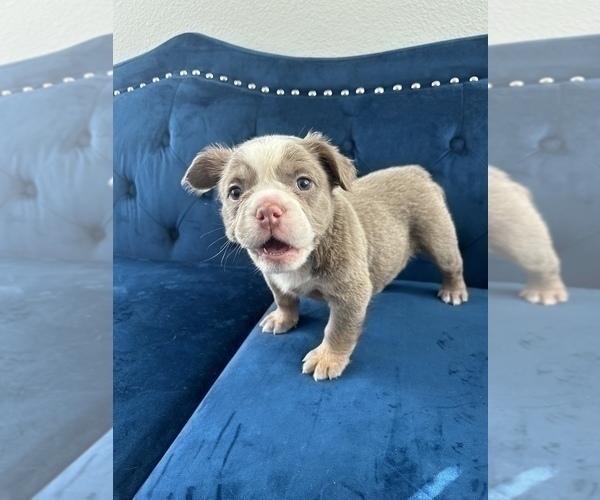Medium Photo #29 English Bulldog Puppy For Sale in WINTER PARK, FL, USA