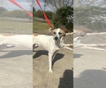 Small #3 Greyhound Mix
