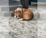 Small #4 Mutt