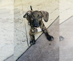 Small #2 Dachshund Mix