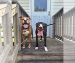 Small #4 American Staffordshire Terrier Mix