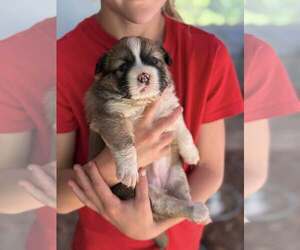 Australian Shepherd-Shih Tzu Mix Dogs for adoption in Paso Robles, CA, USA