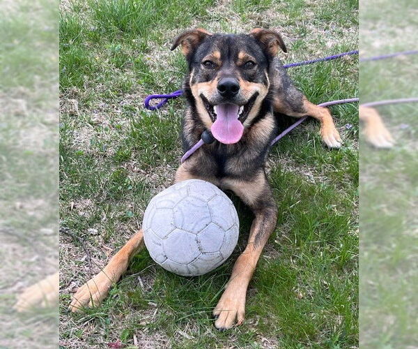 Medium Photo #12 Mutt Puppy For Sale in Rockaway, NJ, USA