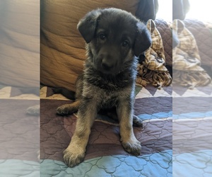 German Shepherd Dog-Unknown Mix Puppy for sale in WOODLAND PARK, CO, USA
