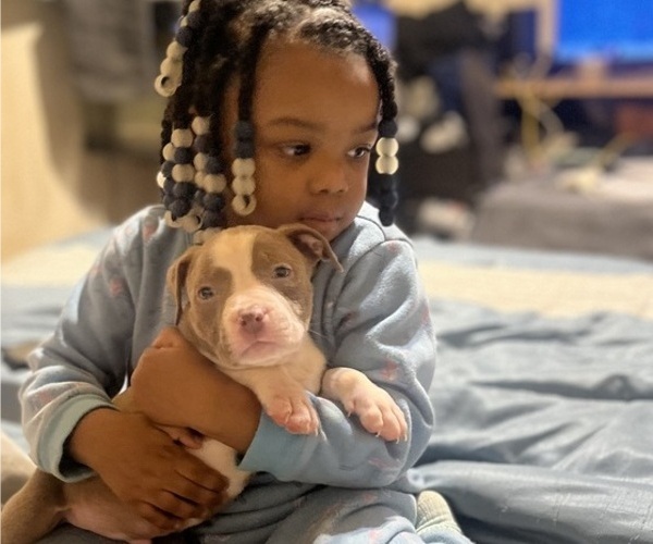 Medium Photo #36 American Bully Puppy For Sale in BUFFALO, NY, USA