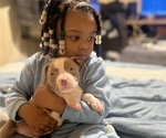 Small #1 American Bully