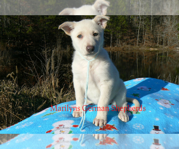 Medium Photo #2 German Shepherd Dog Puppy For Sale in PIEDMONT, MO, USA