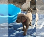 Small Photo #28 Labrador Retriever Puppy For Sale in POCAHONTAS, IL, USA