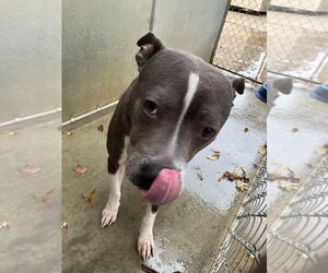 American Pit Bull Terrier Dogs for adoption in La Porte, IN, USA