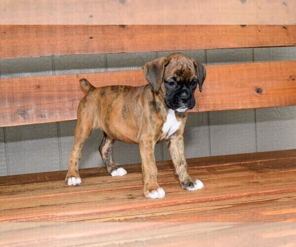 Medium Photo #12 Boxer Puppy For Sale in CHILHOWEE, MO, USA