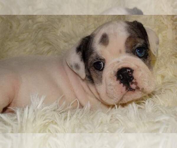 Medium Photo #6 English Bulldog Puppy For Sale in VERONA, MO, USA