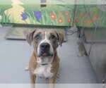 Small American Pit Bull Terrier Mix