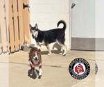 Small Photo #3 Gerberian Shepsky Puppy For Sale in Georgetown, KY, USA
