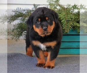 Rottweiler Puppy for sale in GORDONVILLE, PA, USA