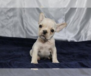French Bulldog Puppy for sale in GLADWYNE, PA, USA