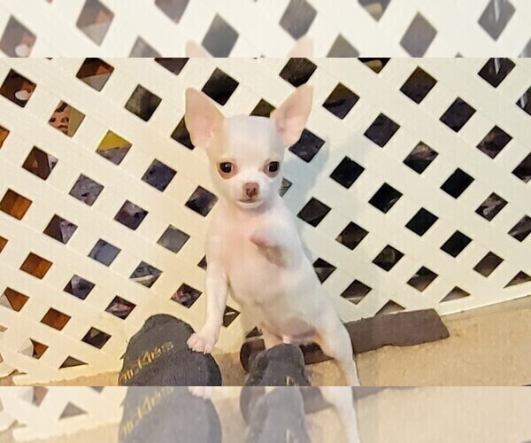 Medium Photo #1 Chihuahua Puppy For Sale in AMESBURY, MA, USA