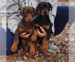 Small Photo #95 Doberman Pinscher Puppy For Sale in FORT LAUDERDALE, FL, USA