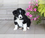 Small Photo #3 Australian Shepherd Puppy For Sale in SHILOH, OH, USA