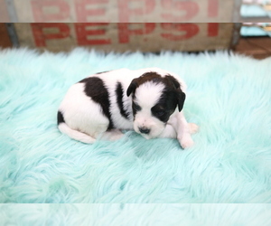 Bernedoodle-Poodle (Miniature) Mix Puppy for sale in GOSHEN, IN, USA