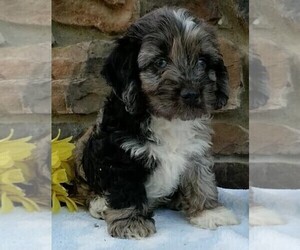 Cocker Spaniel-Poodle (Miniature) Mix Puppy for sale in FREDERICKSBURG, OH, USA