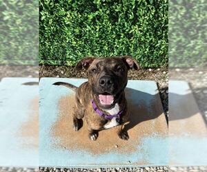 GRUFFI* - Male Mutt Dog for Adoption - Photo #2