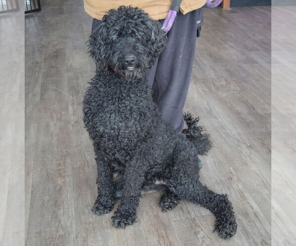 Medium Photo #6 Goldendoodle Puppy For Sale in Huntley, IL, USA