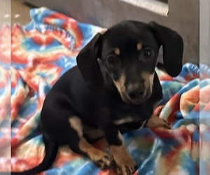 Chiweenie Puppy for Sale in MARION, Ohio USA