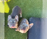 Small #2 French Bulldog