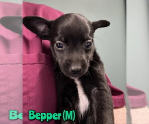 Mutt Dogs for adoption in Woodbury, NY, USA