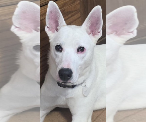 Medium Photo #1 Huskies -white german shepherd Mix Puppy For Sale in Cuba, NY, USA