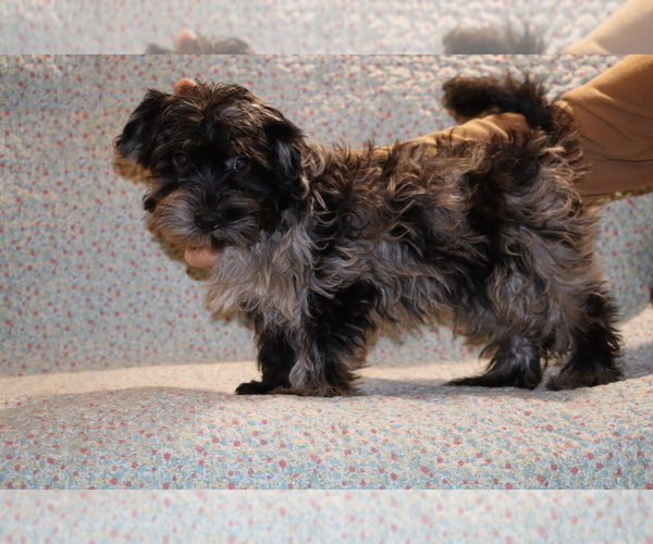 Medium Photo #30 Yorkiepoo mix (+ Poodle Toy) Puppy For Sale in DYERSBURG, TN, USA