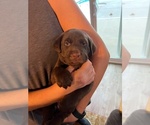 Small Photo #1 Labrador Retriever Puppy For Sale in RED BLUFF, CA, USA