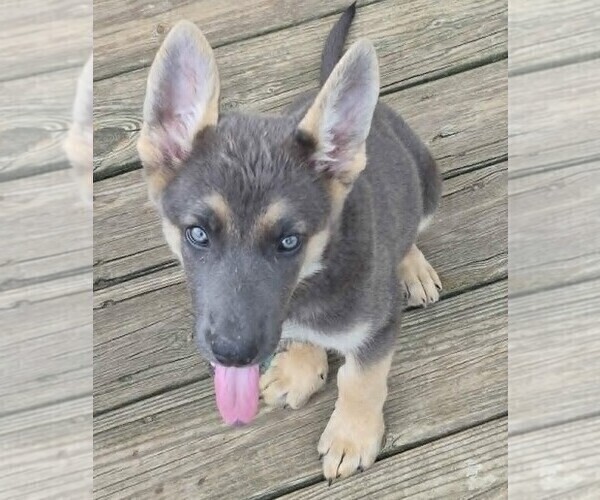 Medium Photo #5 German Shepherd Dog Puppy For Sale in WYTHEVILLE, VA, USA