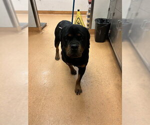 Rottweiler Dogs for adoption in Martinez, CA, USA