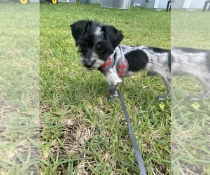 Biewer Terrier Puppy for sale in YULEE, FL, USA
