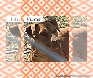 American Pit Bull Terrier-American Staffordshire Terrier Mix Dogs for adoption in Helena, AR, USA