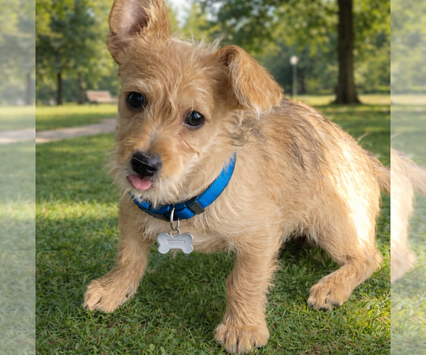 Medium Photo #5 Toxirn Puppy For Sale in Phoenix, AZ, USA