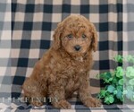 Small #3 Poodle (Miniature)