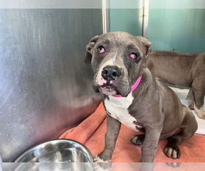 Mutt Dogs for adoption in Moreno Valley, CA, USA