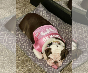 English Bulldog Puppy for sale in COVINGTON, GA, USA