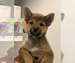 Small Photo #1 Shiba Inu Puppy For Sale in BRONX, NY, USA