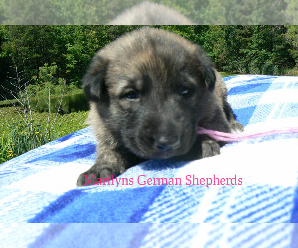Medium Photo #5 German Shepherd Dog Puppy For Sale in PIEDMONT, MO, USA